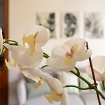 Center - Sonnino House Apartment